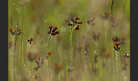 Orangerotes Habichtskraut (Hieracium aurantiacum)