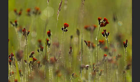 Orangerotes Habichtskraut (Hieracium aurantiacum)