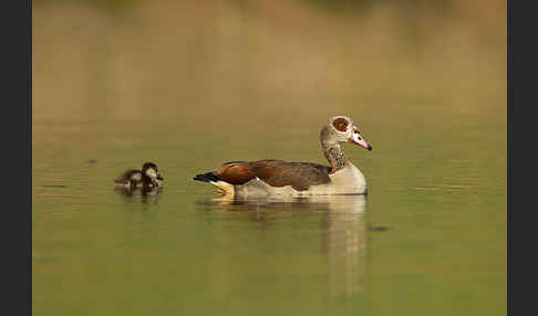 Nilgans (Alopochen aegyptiacus)