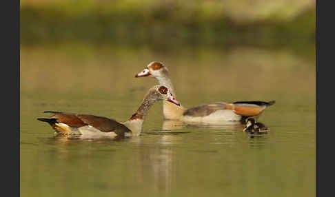 Nilgans (Alopochen aegyptiacus)