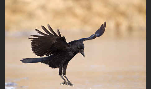 Rabenkrähe (Corvus corone corone)