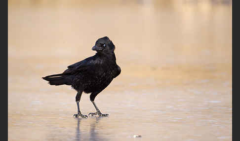 Rabenkrähe (Corvus corone corone)