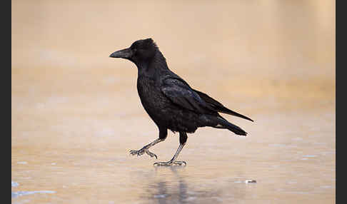 Rabenkrähe (Corvus corone corone)