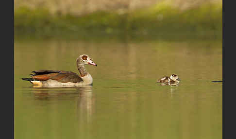 Nilgans (Alopochen aegyptiacus)