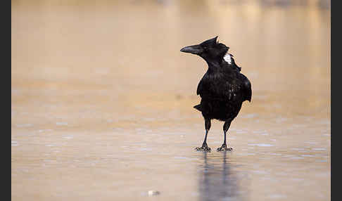 Rabenkrähe (Corvus corone corone)