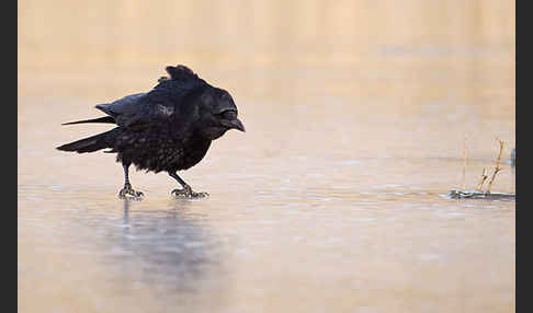 Rabenkrähe (Corvus corone corone)