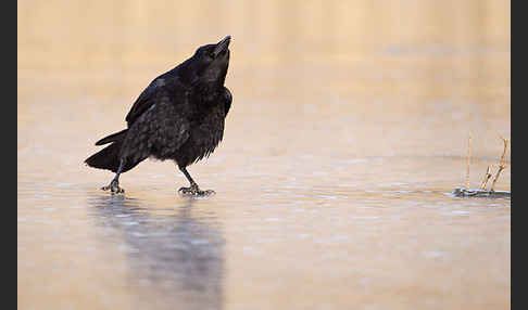 Rabenkrähe (Corvus corone corone)