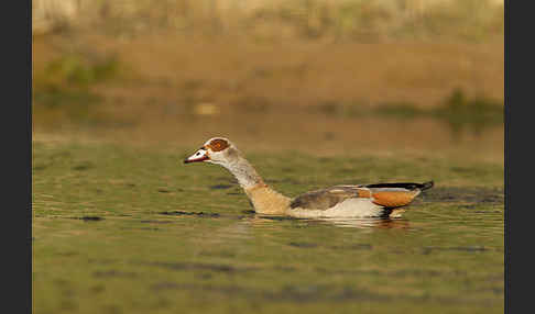 Nilgans (Alopochen aegyptiacus)