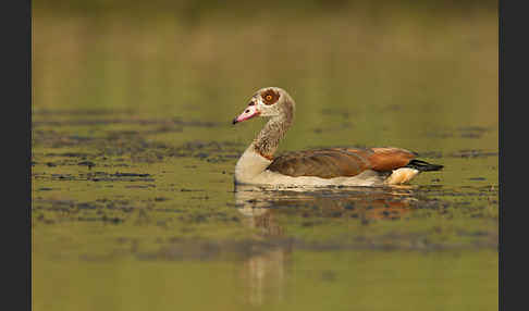 Nilgans (Alopochen aegyptiacus)