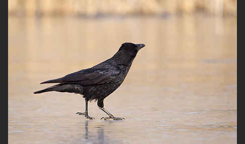 Rabenkrähe (Corvus corone corone)