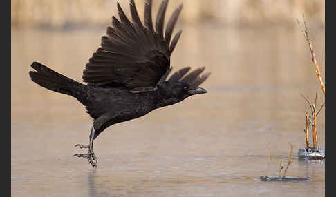 Rabenkrähe (Corvus corone corone)