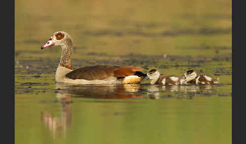 Nilgans (Alopochen aegyptiacus)