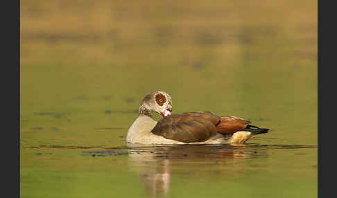 Nilgans (Alopochen aegyptiacus)