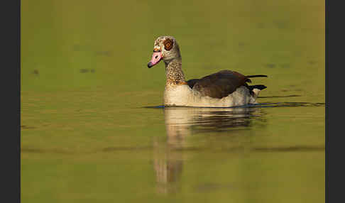 Nilgans (Alopochen aegyptiacus)