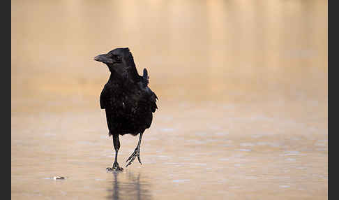 Rabenkrähe (Corvus corone corone)