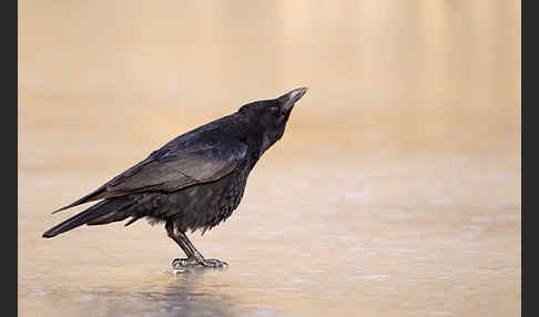 Rabenkrähe (Corvus corone corone)