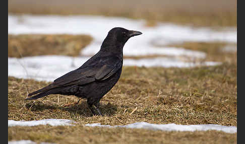 Rabenkrähe (Corvus corone corone)