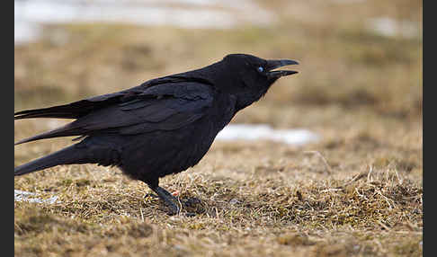 Rabenkrähe (Corvus corone corone)