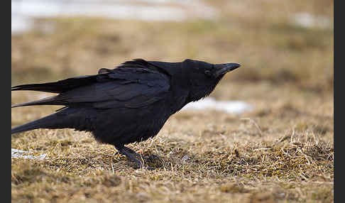 Rabenkrähe (Corvus corone corone)