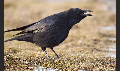 Rabenkrähe (Corvus corone corone)