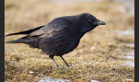 Rabenkrähe (Corvus corone corone)