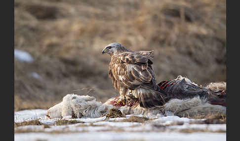 Rauhfußbussard (Buteo lagopus)