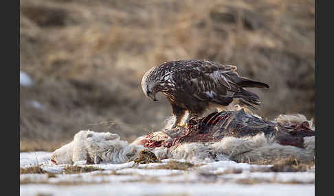 Rauhfußbussard (Buteo lagopus)