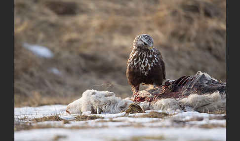 Rauhfußbussard (Buteo lagopus)