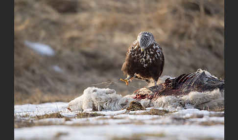 Rauhfußbussard (Buteo lagopus)