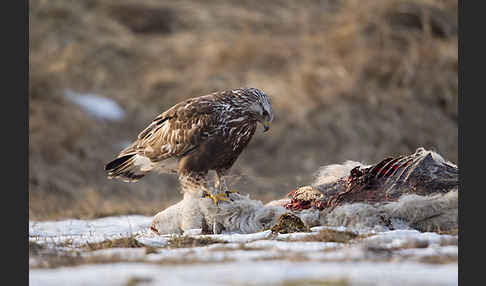 Rauhfußbussard (Buteo lagopus)