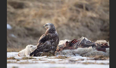 Rauhfußbussard (Buteo lagopus)