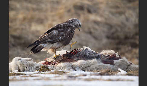 Rauhfußbussard (Buteo lagopus)