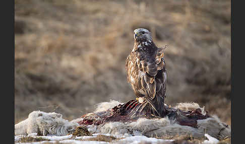 Rauhfußbussard (Buteo lagopus)