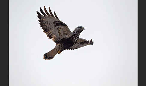 Rauhfußbussard (Buteo lagopus)