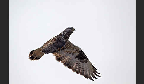 Rauhfußbussard (Buteo lagopus)