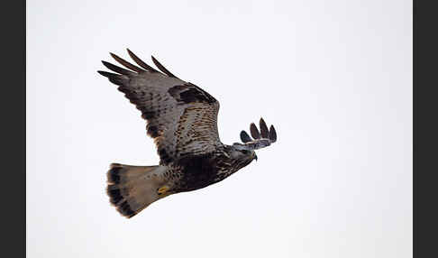 Rauhfußbussard (Buteo lagopus)