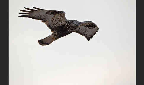 Rauhfußbussard (Buteo lagopus)