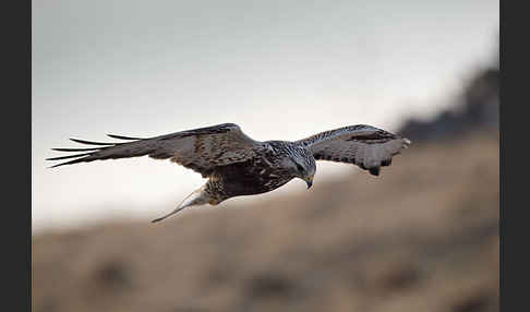 Rauhfußbussard (Buteo lagopus)