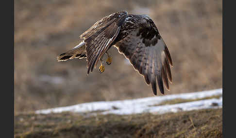 Rauhfußbussard (Buteo lagopus)