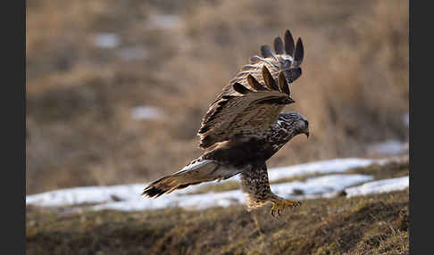 Rauhfußbussard (Buteo lagopus)