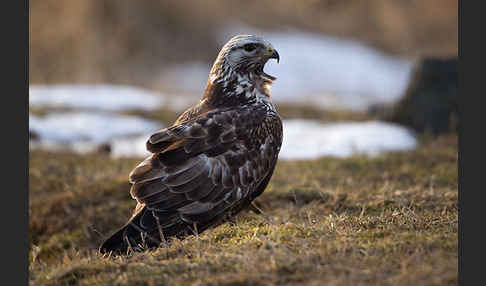 Rauhfußbussard (Buteo lagopus)