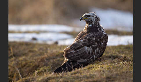 Rauhfußbussard (Buteo lagopus)