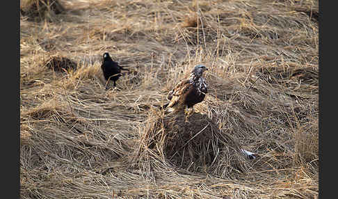 Rauhfußbussard (Buteo lagopus)