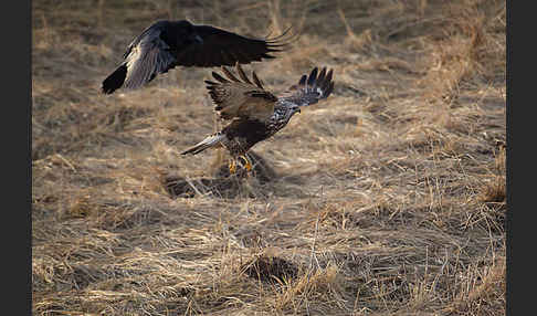 Rauhfußbussard (Buteo lagopus)