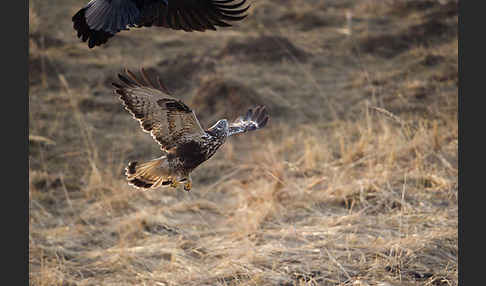 Rauhfußbussard (Buteo lagopus)