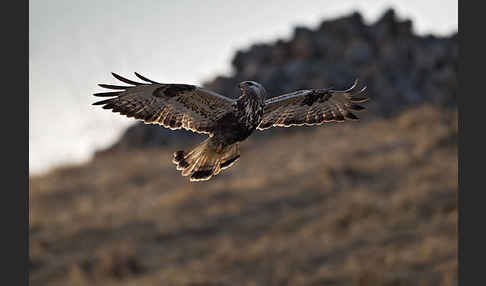 Rauhfußbussard (Buteo lagopus)