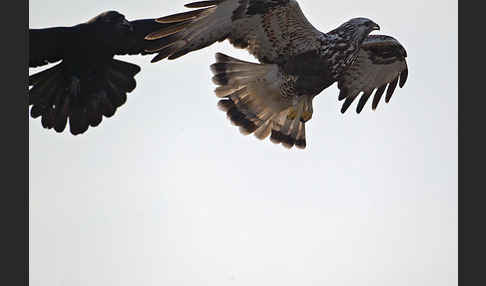 Rauhfußbussard (Buteo lagopus)