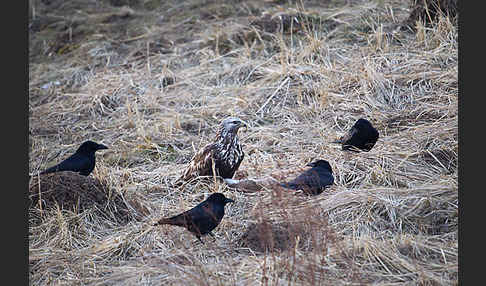 Rauhfußbussard (Buteo lagopus)