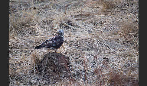 Rauhfußbussard (Buteo lagopus)