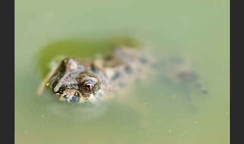 Rotbauchunke (Bombina bombina)